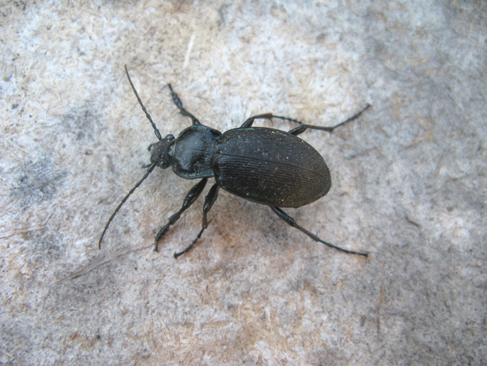 coleottero semi congelato: Carabus rossii